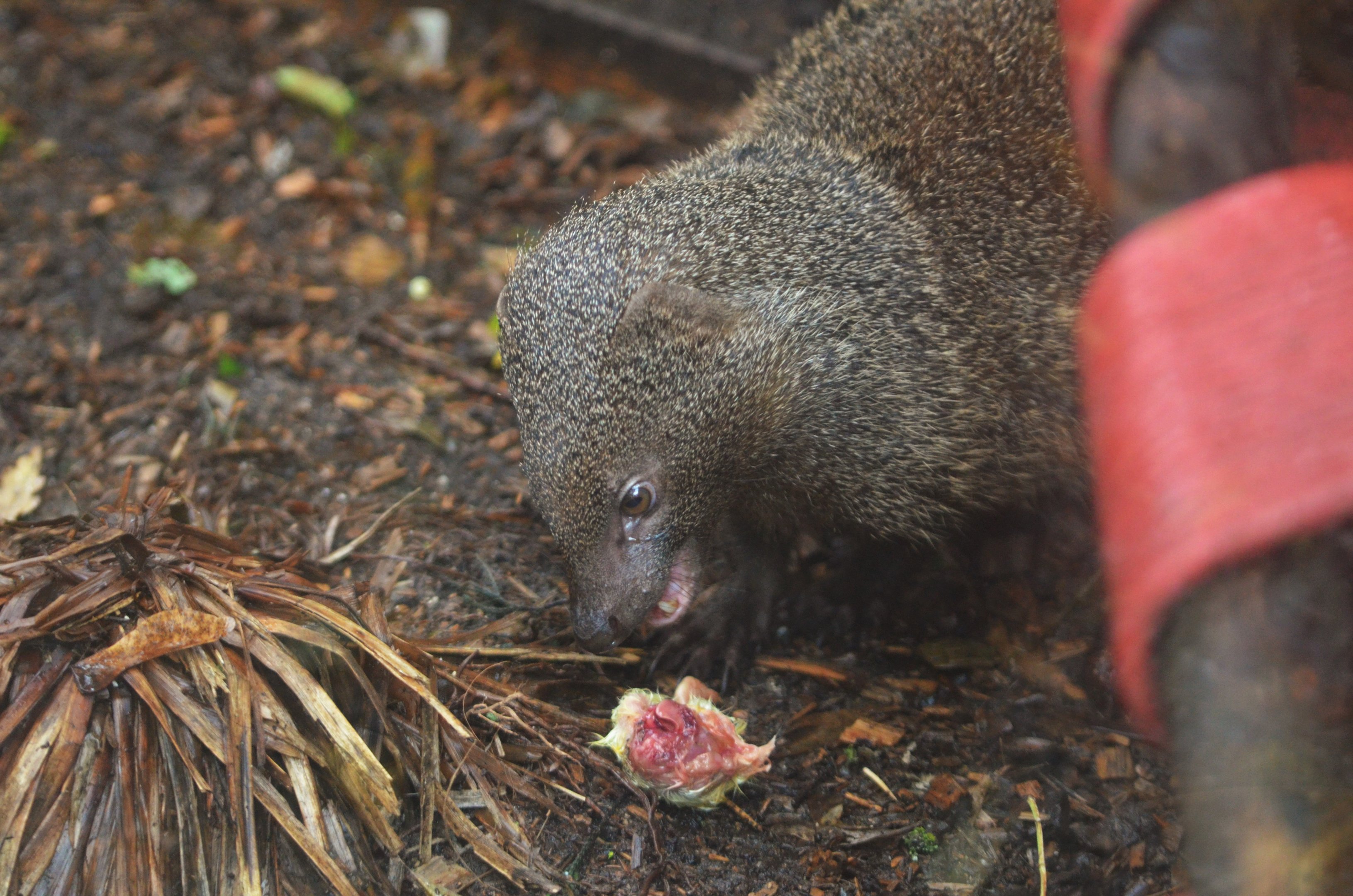 Egyptian Mongooses at Axe Valley, 02/11/19