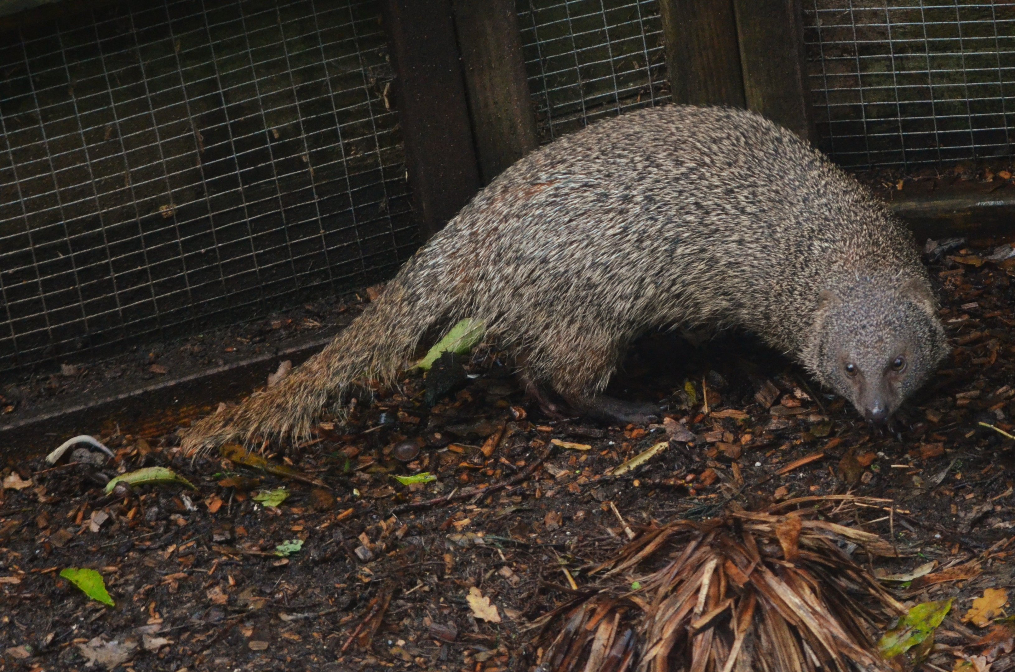 Egyptian Mongooses at Axe Valley, 02/11/19
