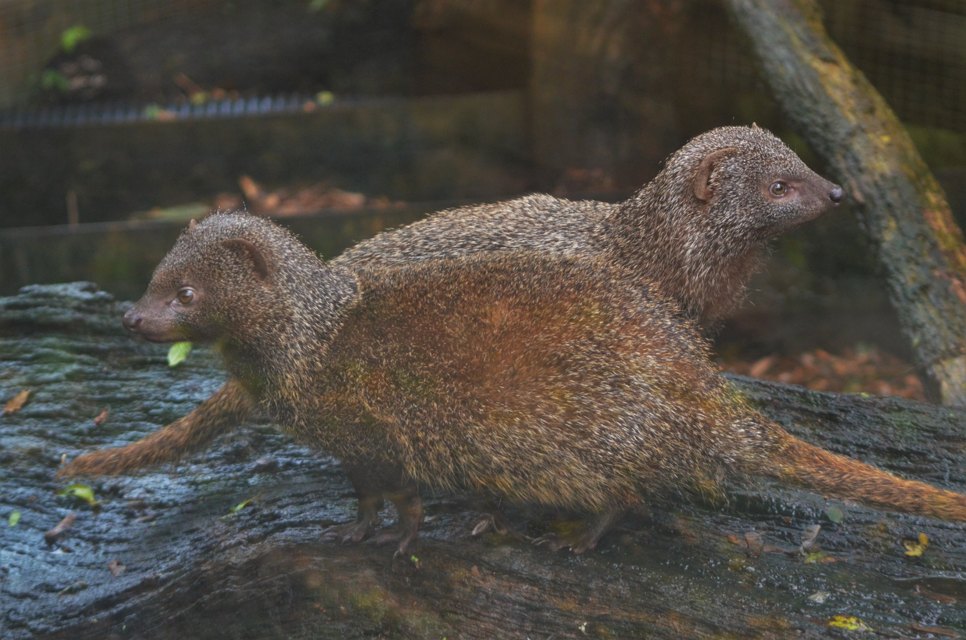 Egyptian Mongooses at Axe Valley, 02/11/19