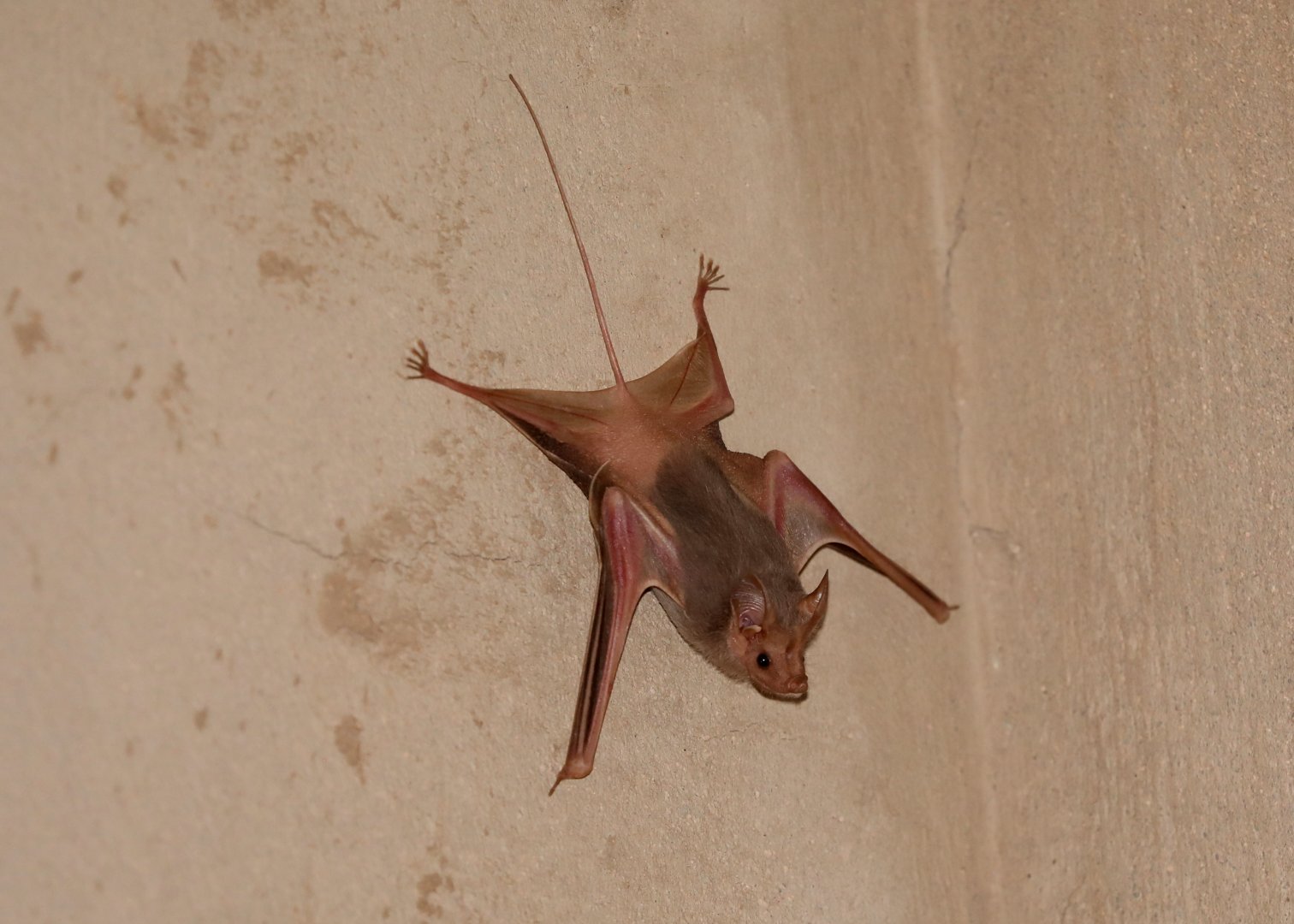 Egyptian mouse-tailed bat (Rhinopoma cystops)