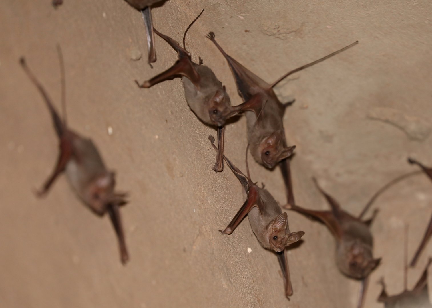 Egyptian mouse-tailed bats (Rhinopoma cystops)
