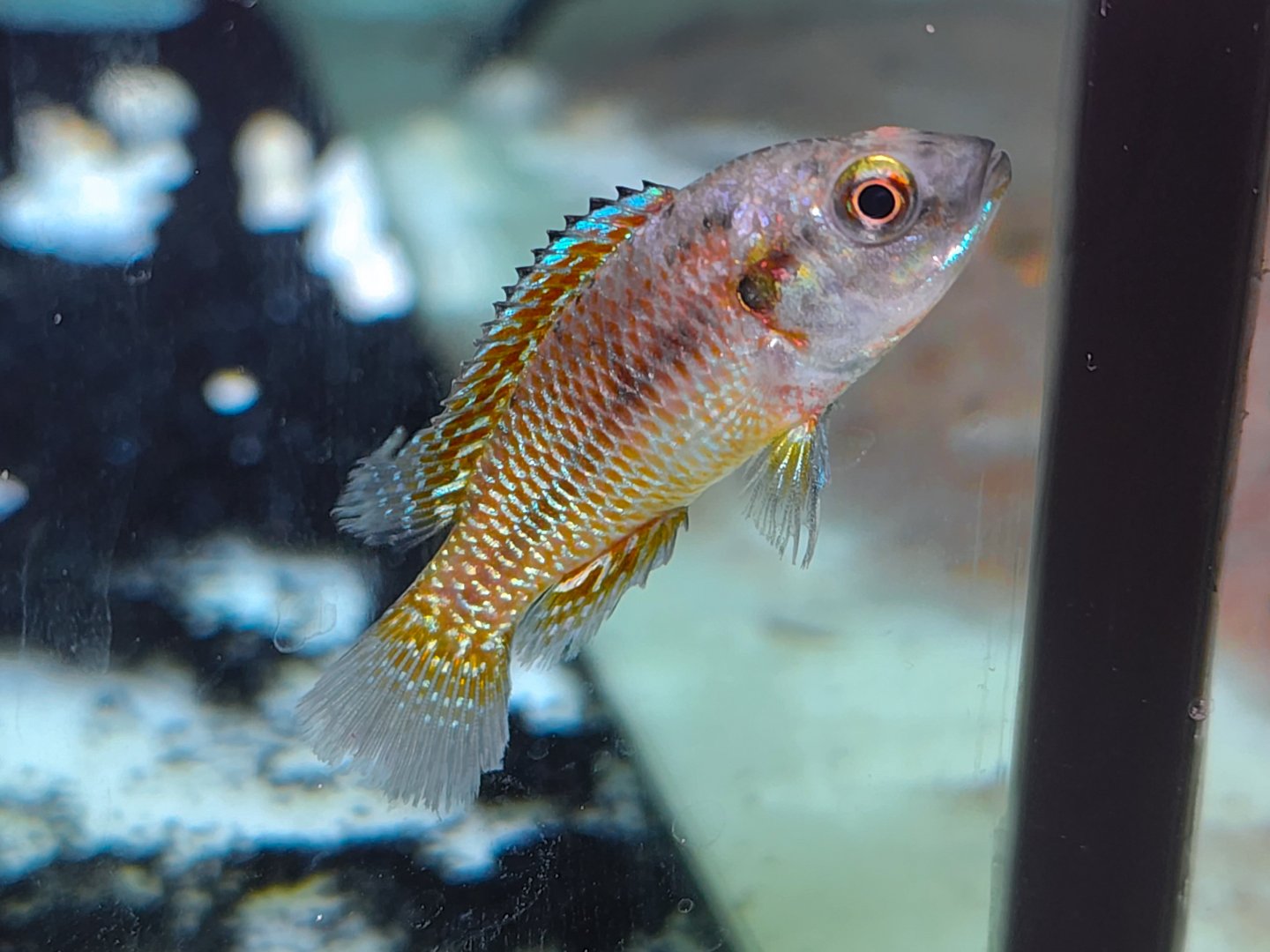 Egyptian Mouthbrooder (Pseudocrenilabrus multicolor)