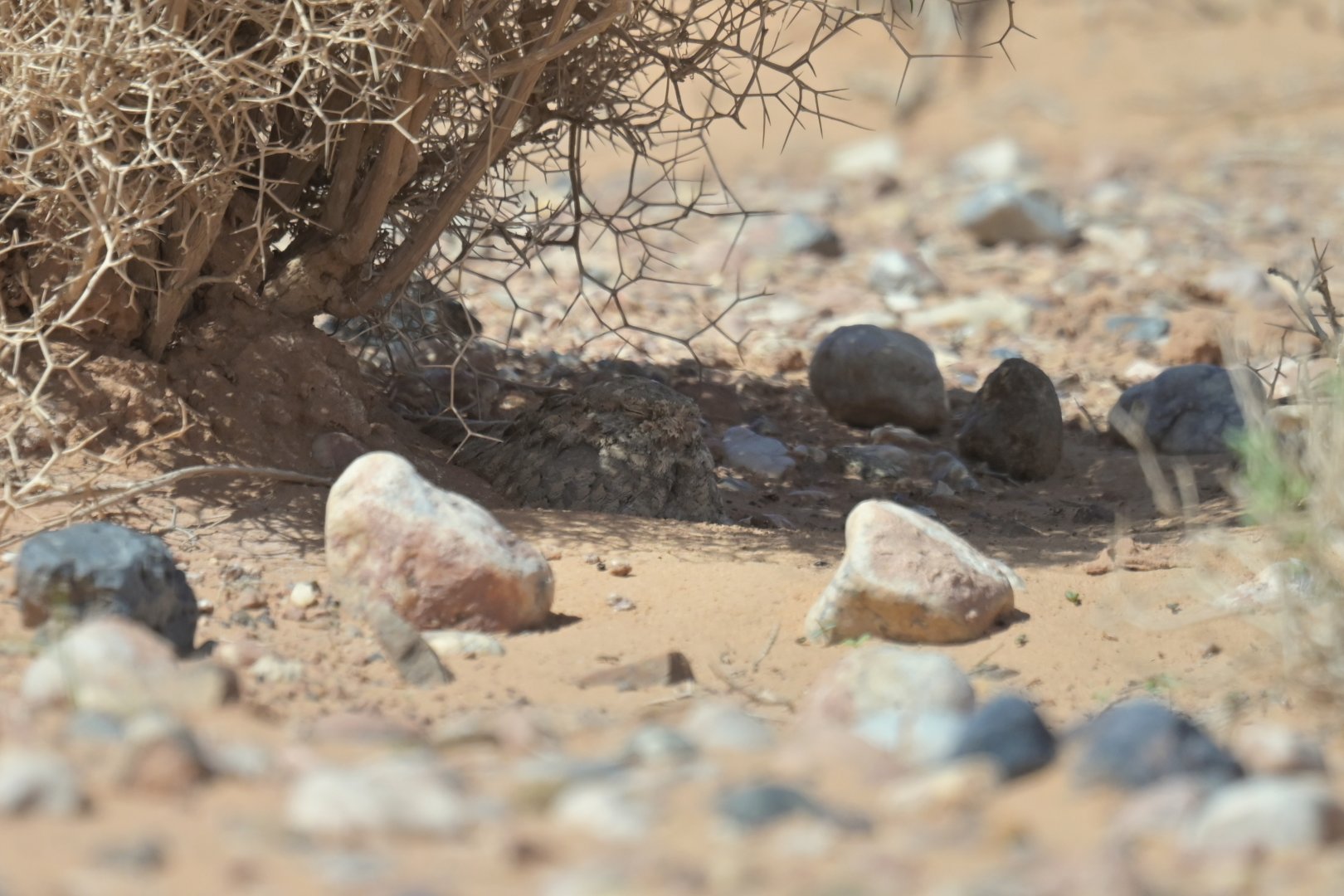 Egyptian Nightjar Caprimulgus aegyptius