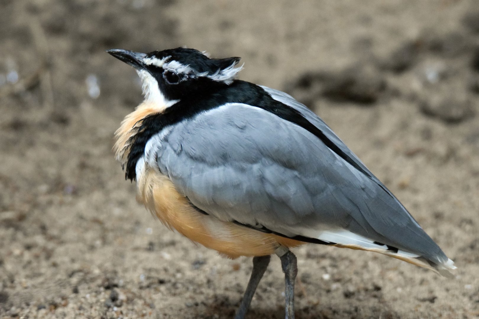 Egyptian plover, 20.10.2019