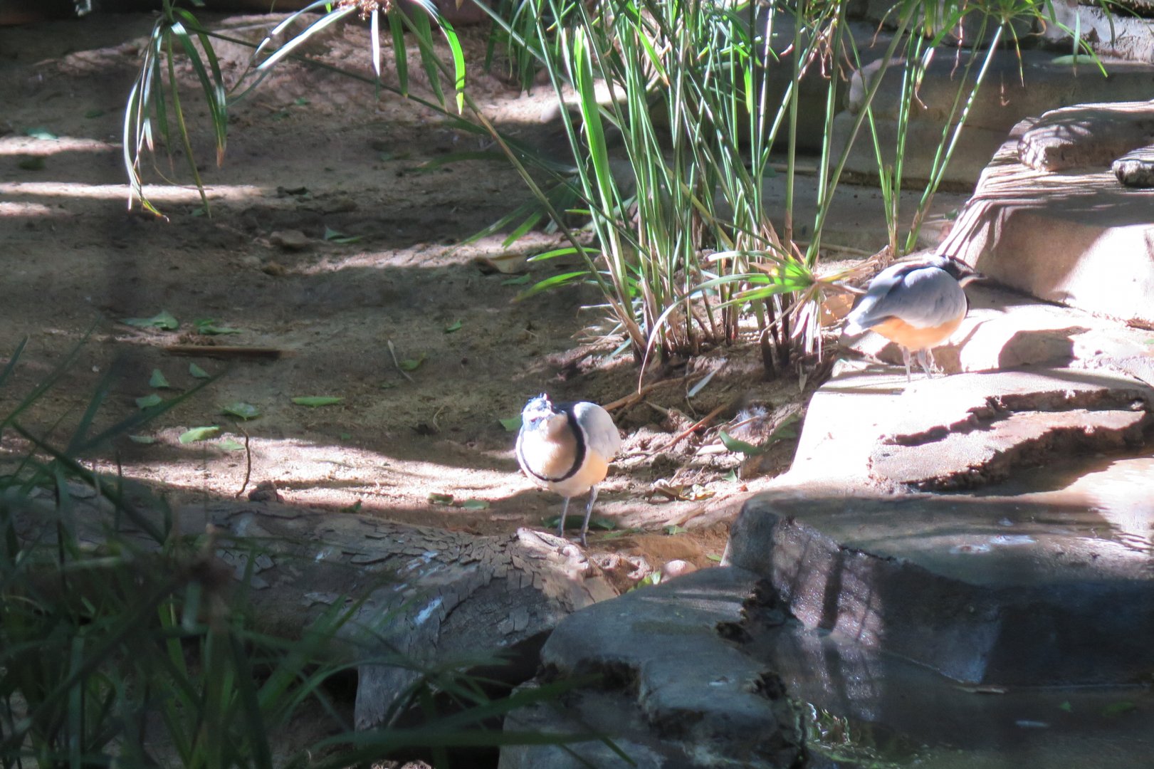 Egyptian Plover(8/23/2024)