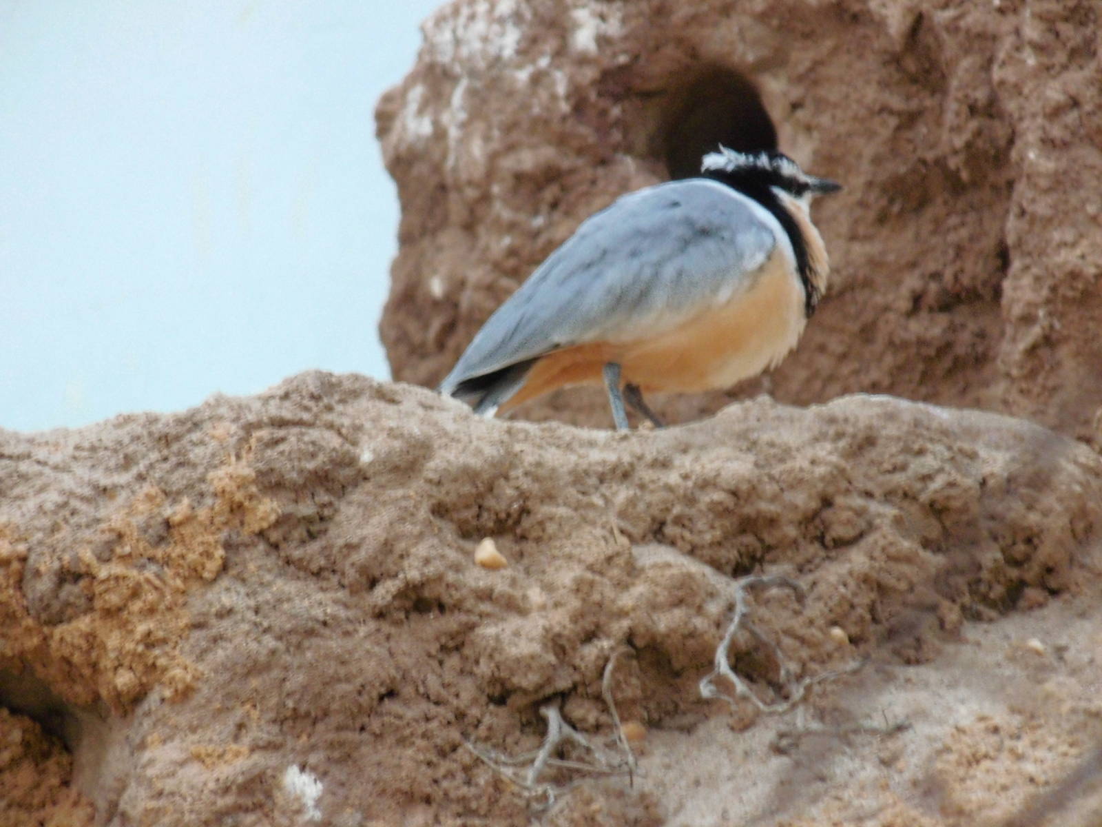 Egyptian Plover at Bronx zoo 2014-12-27