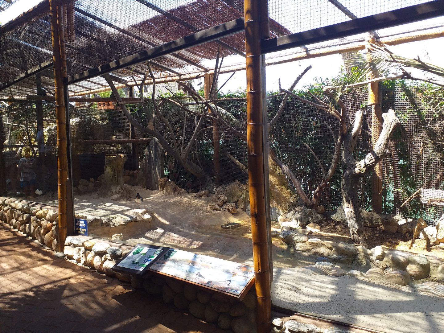 Egyptian plover, Eurasian oystercatcher, Pied avocet and White-cheeked turaco exhibit -MundoMar Benidorm (2021)