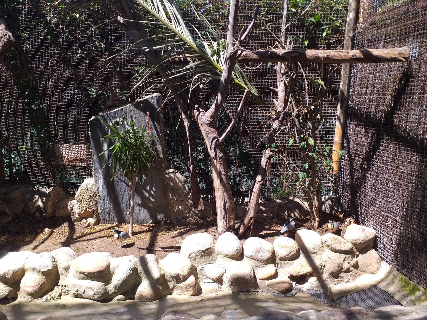 Egyptian plover, Eurasian oystercatcher, Pied avocet and White-cheeked turaco exhibit -MundoMar Benidorm (2021)