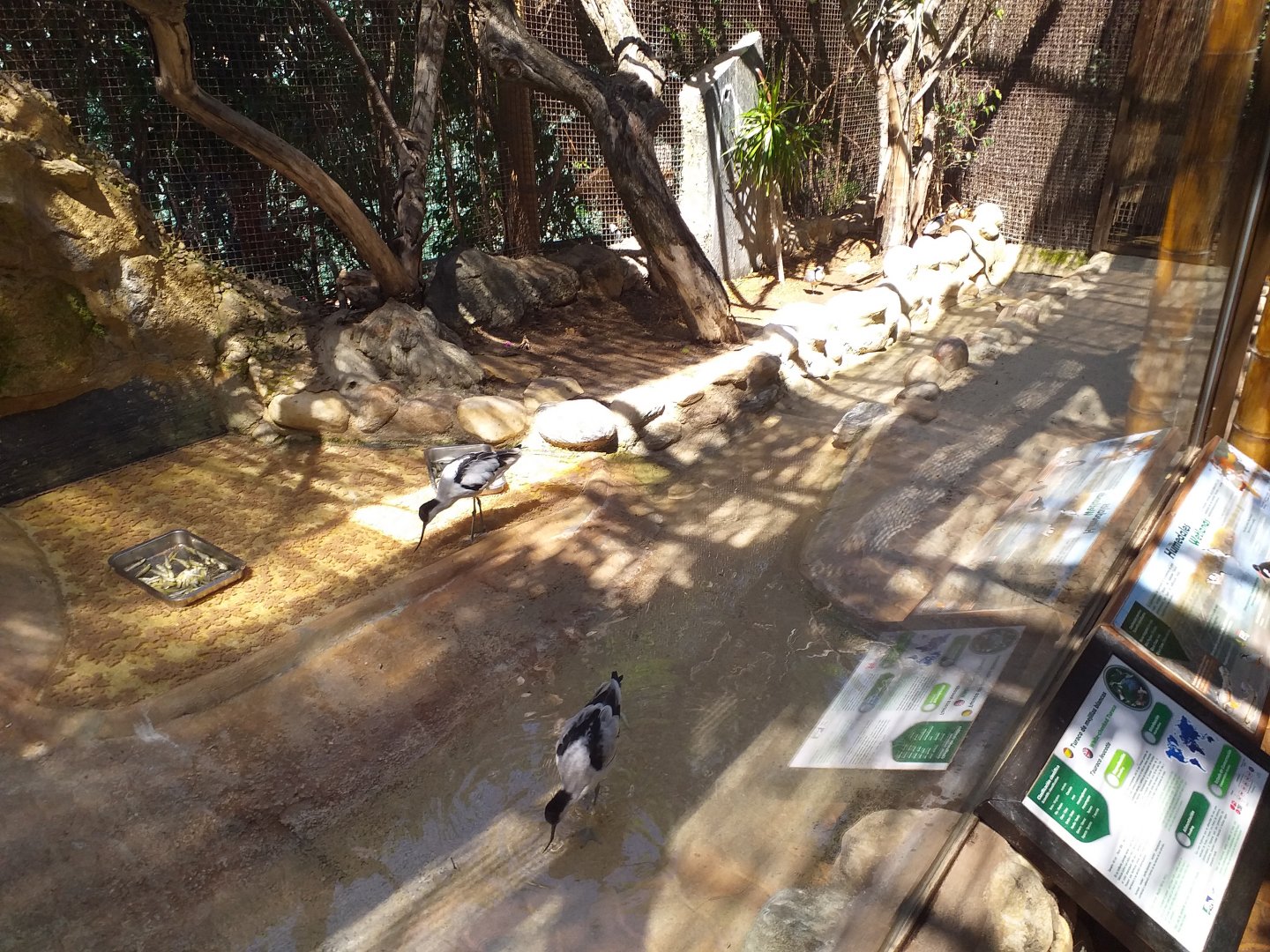 Egyptian plover, Eurasian oystercatcher, Pied avocet and White-cheeked turaco exhibit -MundoMar Benidorm (2021)