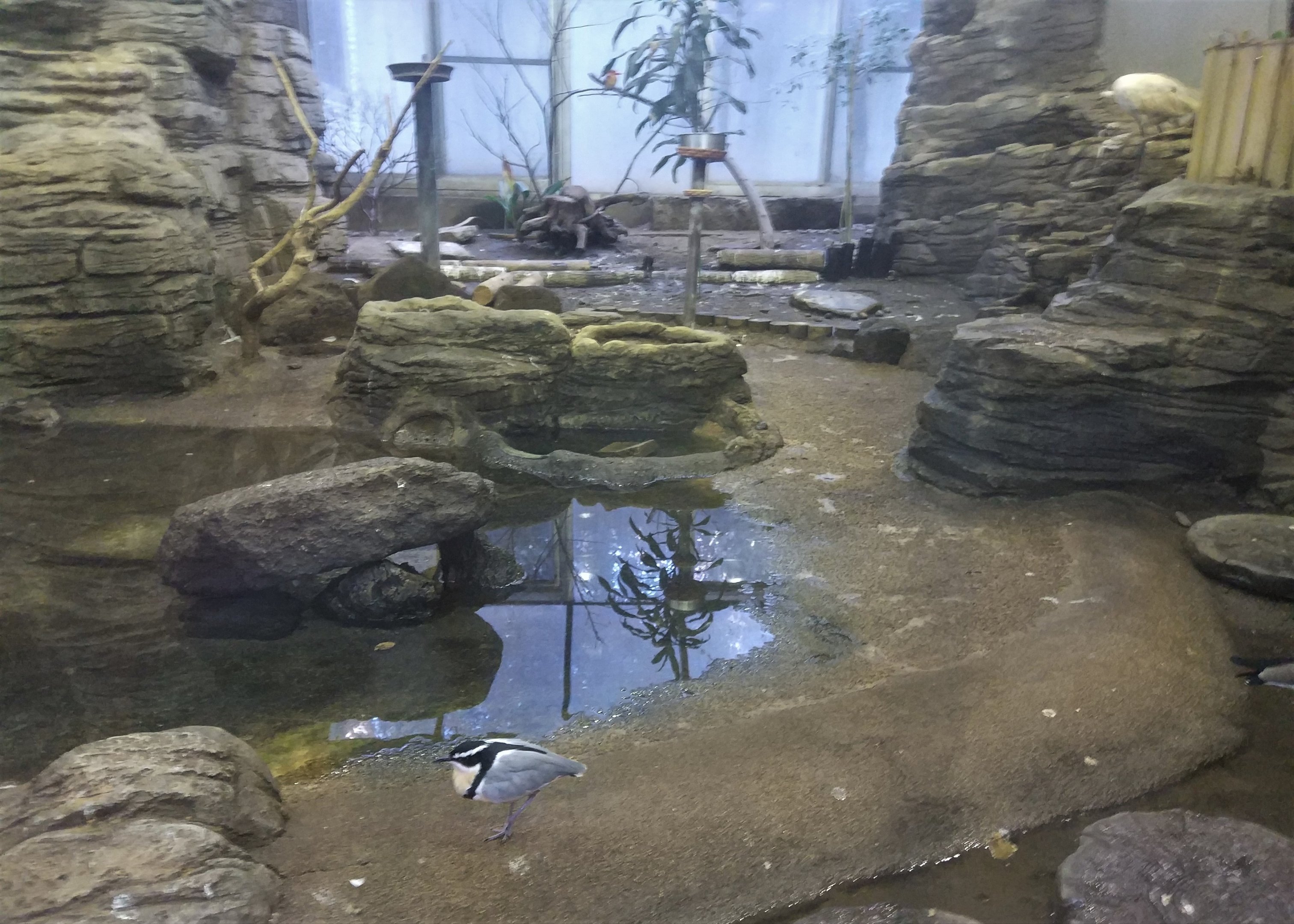 Egyptian Plover Exhibit