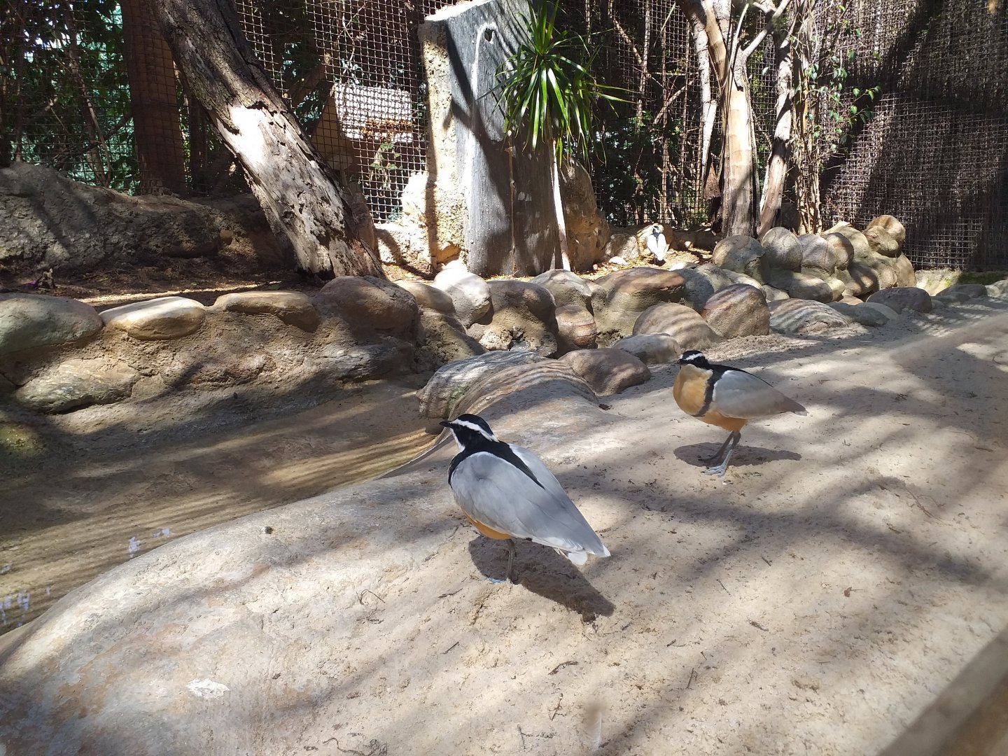 Egyptian plover -MundoMar Benidorm (2021)