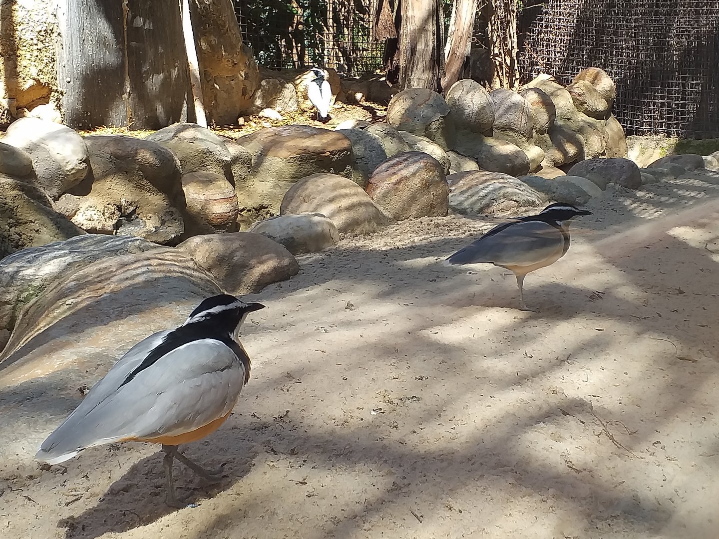 Egyptian plover -MundoMar Benidorm (2021)