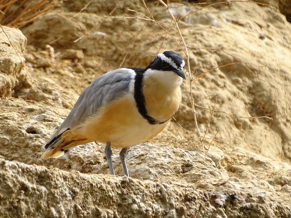 Egyptian plover (Pluvianus aegyptius) (07/22)