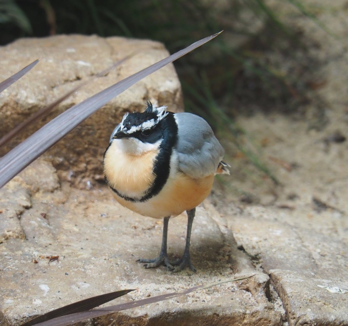 Egyptian plover (Pluvianus aegyptius), 2019-04-20