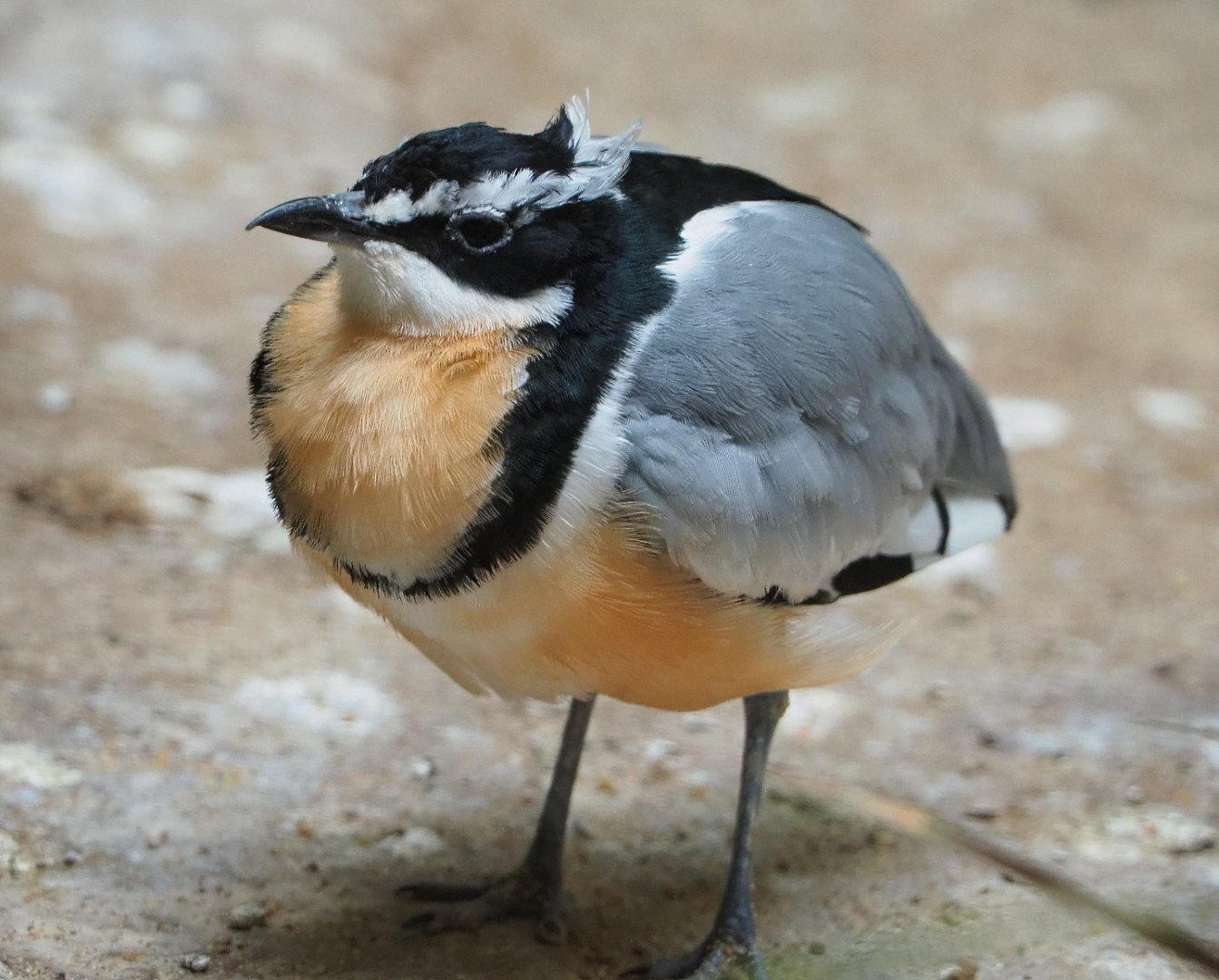 Egyptian plover (Pluvianus aegyptius), 2019-09-21