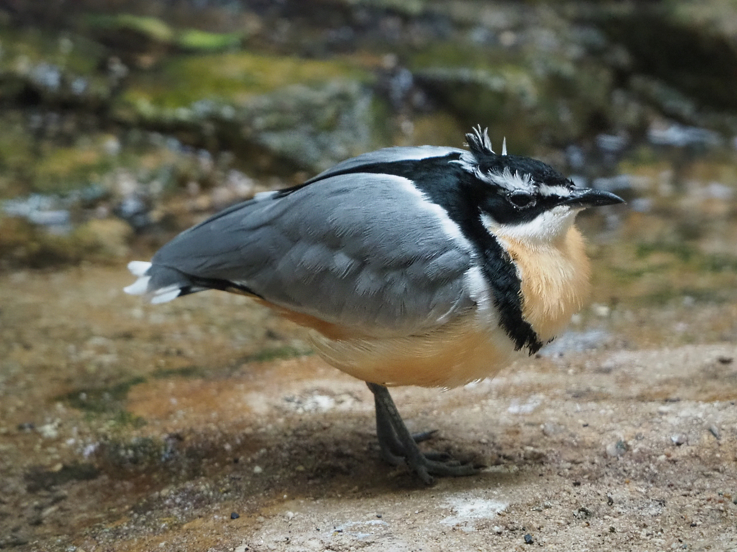 Egyptian plover (Pluvianus aegyptius), 2019-12-30
