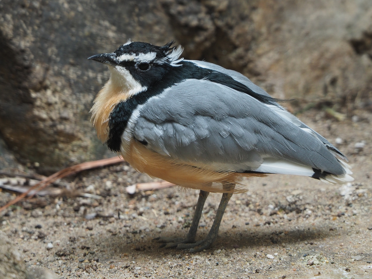 Egyptian plover (Pluvianus aegyptius), 2020-06-28