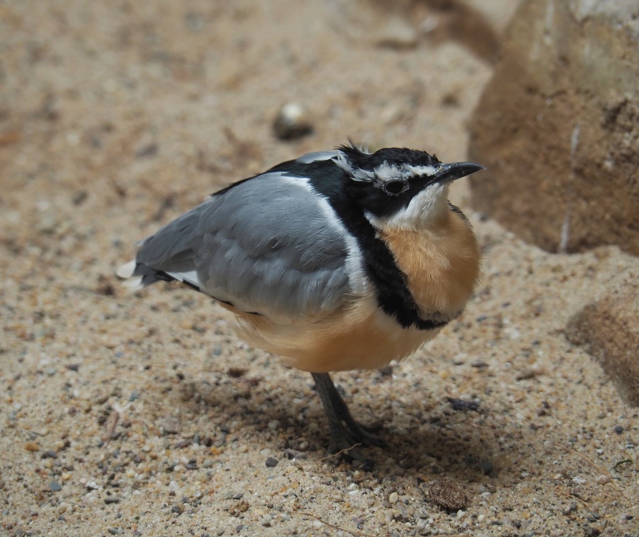 Egyptian plover (Pluvianus aegyptius), 2021-07-17