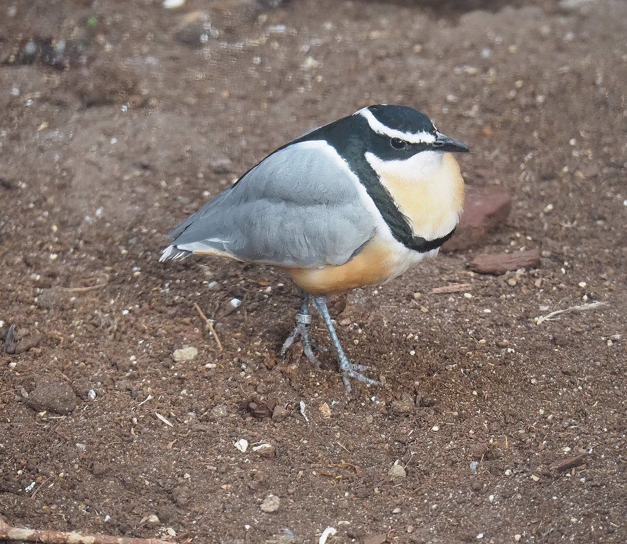 Egyptian plover (Pluvianus aegyptius), 2022-08-28