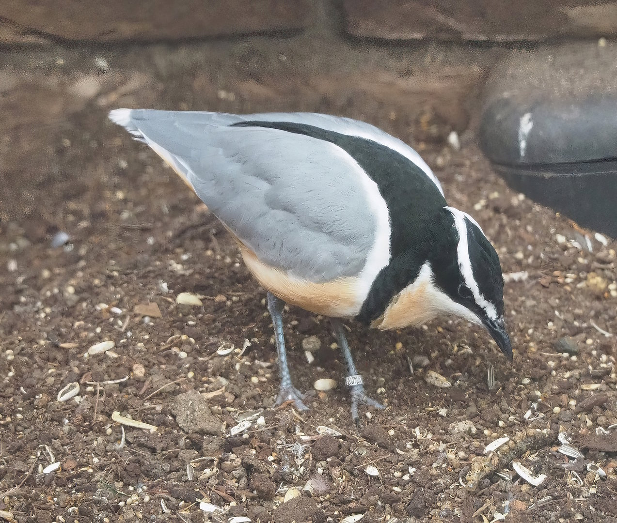 Egyptian plover (Pluvianus aegyptius), 2022-08-28