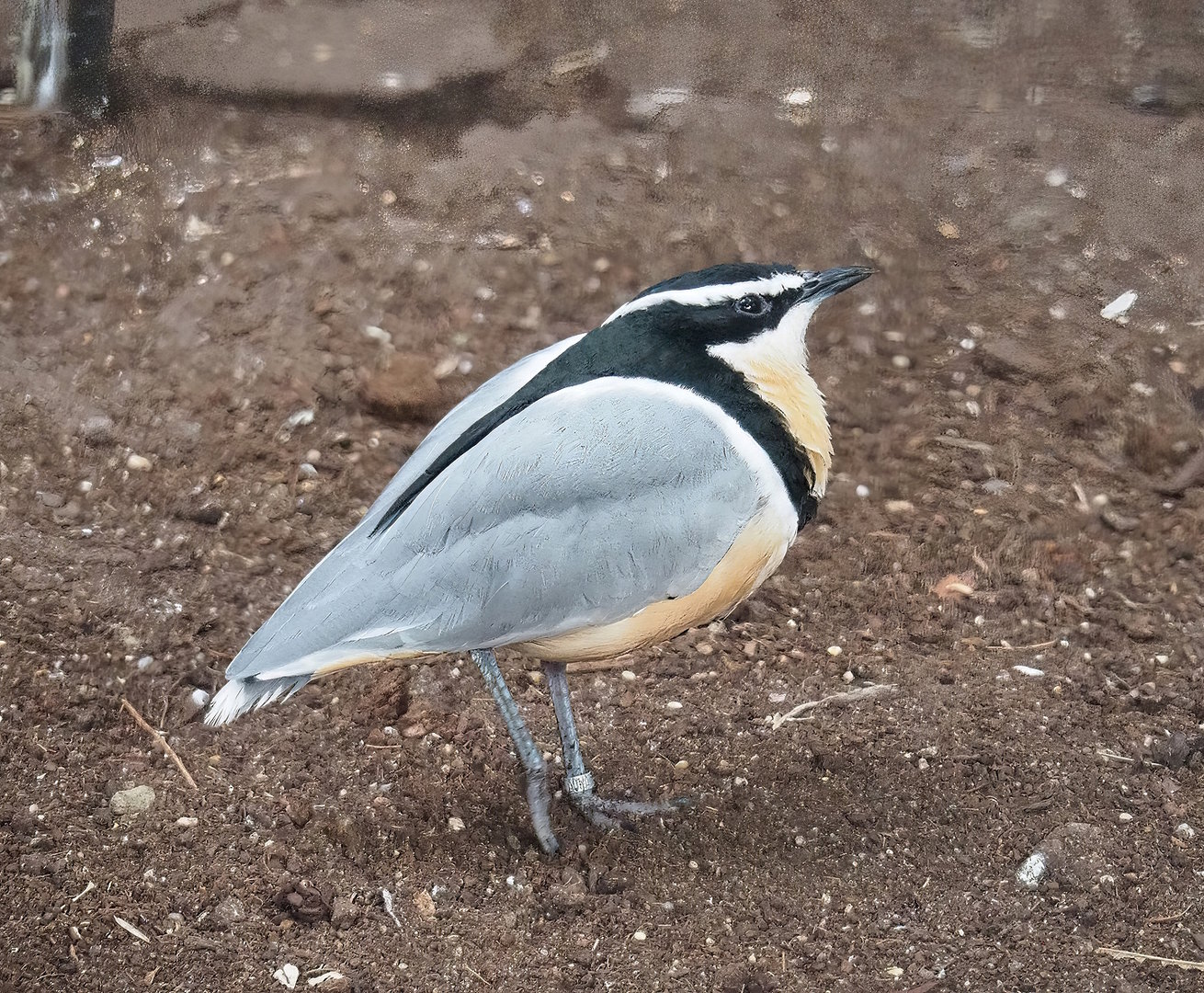Egyptian plover (Pluvianus aegyptius), 2022-08-28