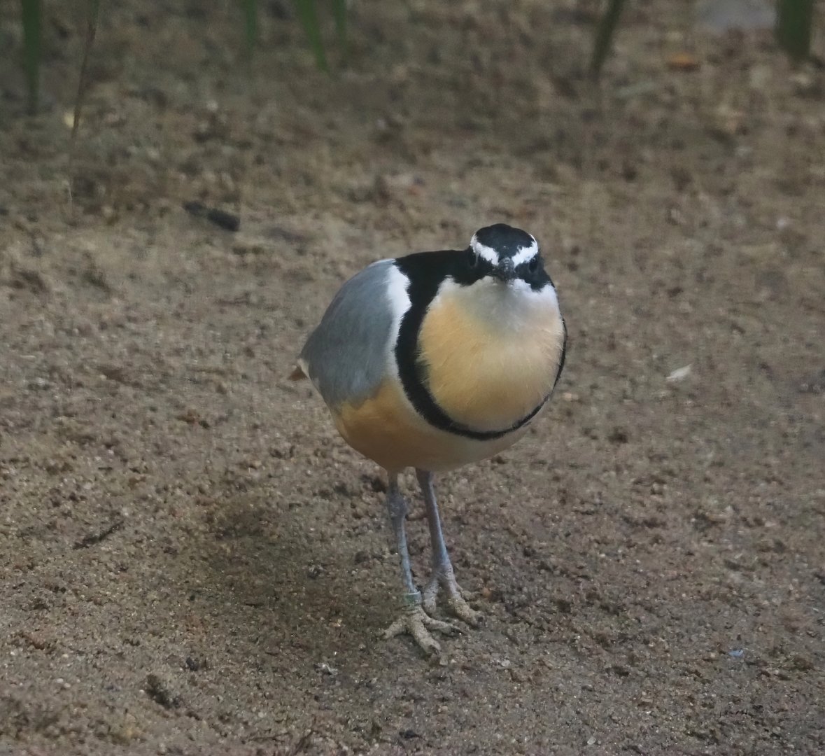 Egyptian plover (Pluvianus aegyptius), 2024-05-22