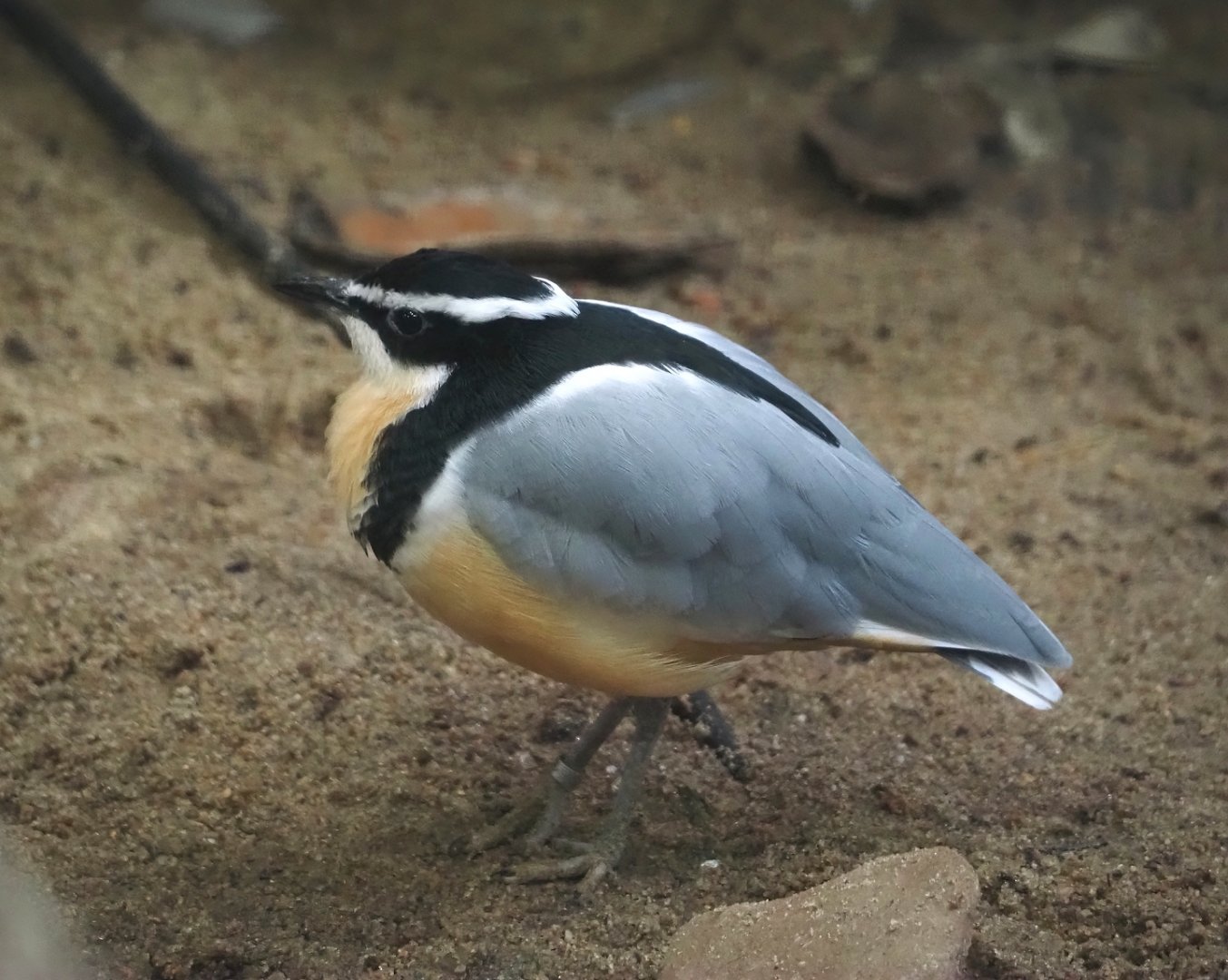 Egyptian plover (Pluvianus aegyptius), 2024-05-22