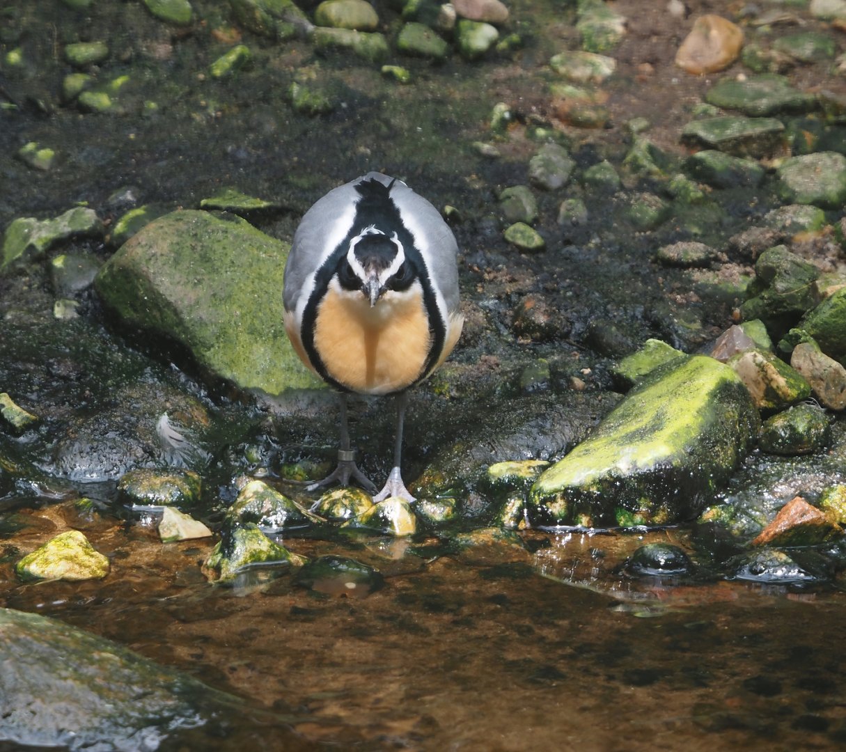 Egyptian plover (Pluvianus aegyptius), 2024-05-23
