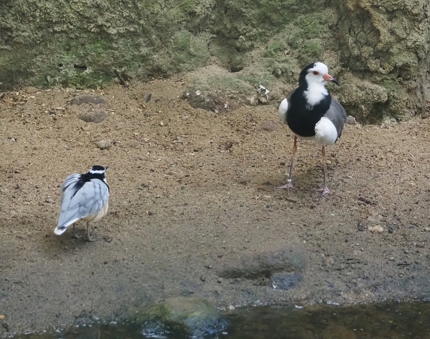 Egyptian plover (Pluvianus aegyptius) and Long-toed lapwing (Vanellus crassirostris), 2024-05-22