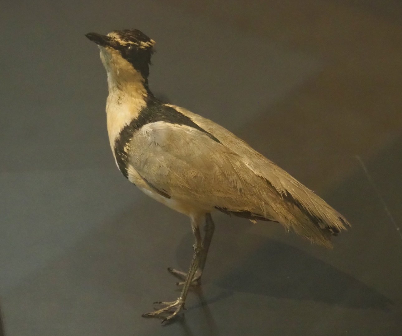 Egyptian plover (Pluvianus aegyptius) specimen, 2021-10-20