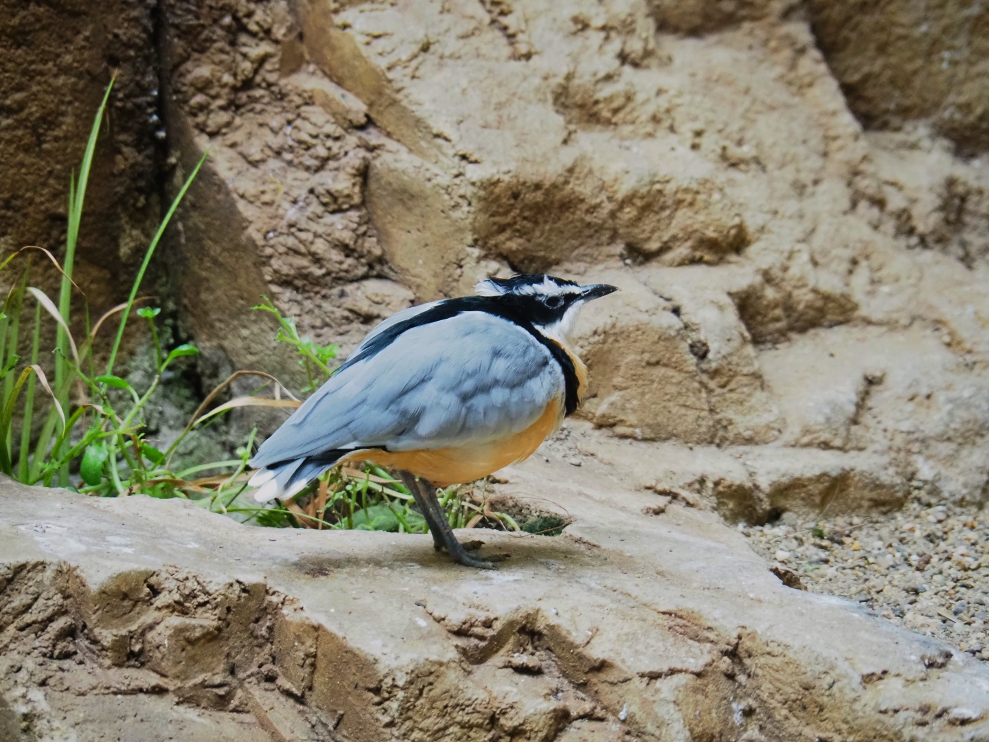 Egyptian plover (Pluvianus aegyptius)