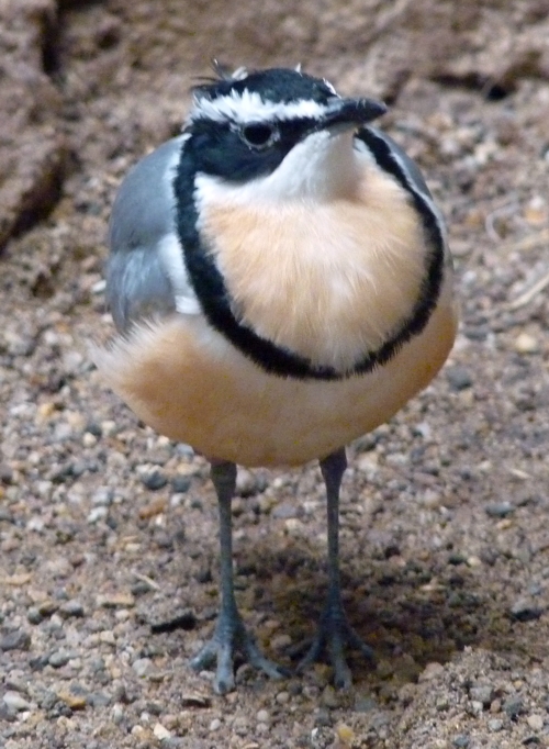 Egyptian plover (Pluvianus aegyptius)
