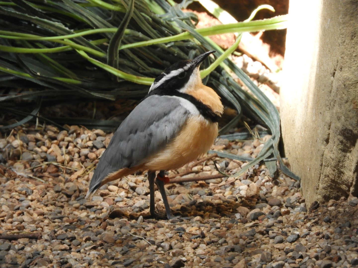 Egyptian Plover (Pluvianus aegyptius)