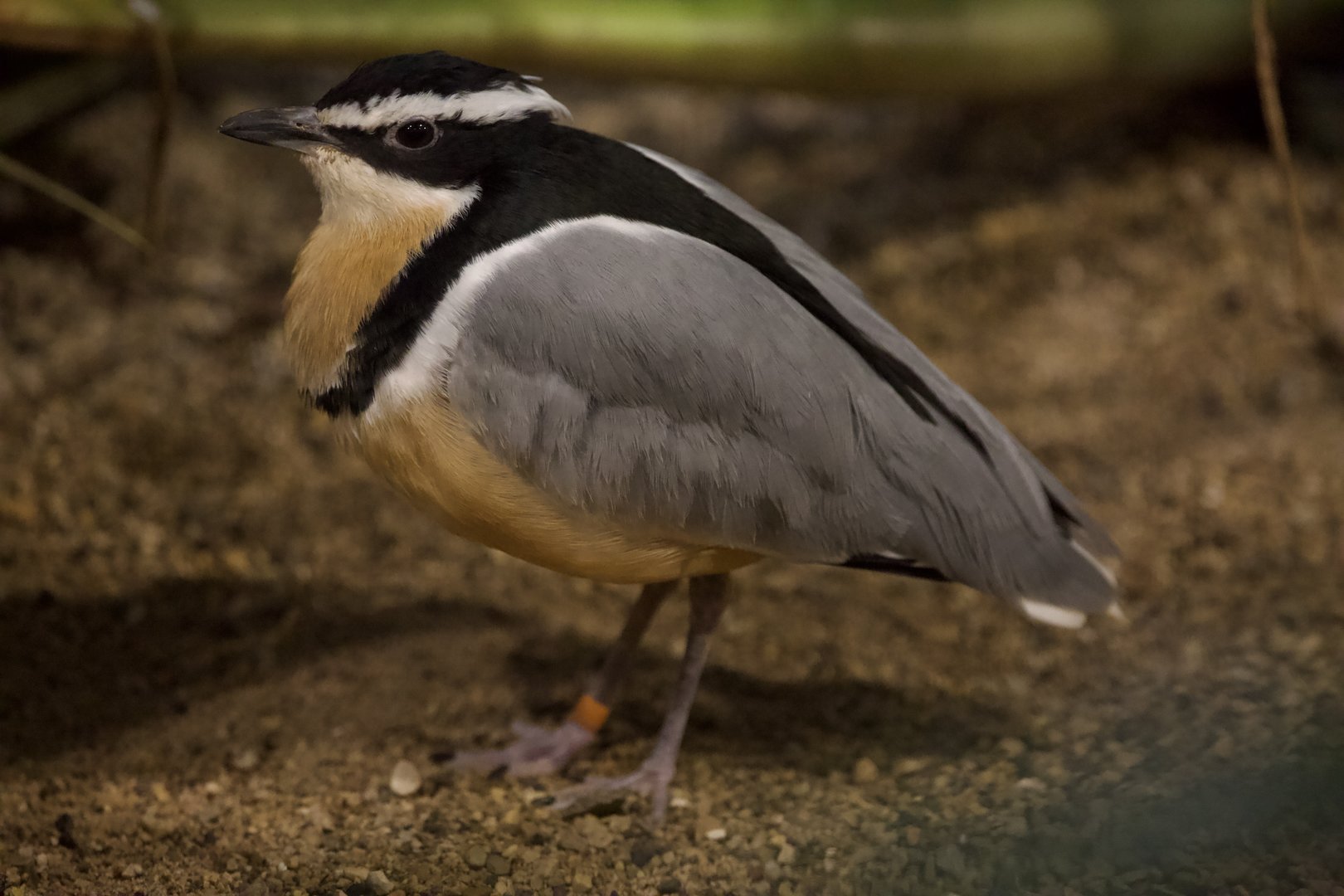 Egyptian Plover/ Pluvianus aegyptius
