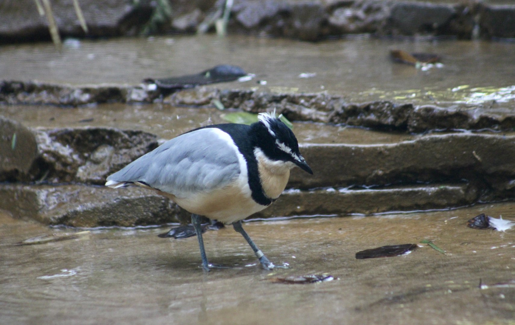 Egyptian Plover (Pluvianus aegyptius)