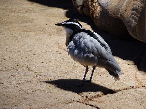 Egyptian plover (Pluvianus aegyptius)