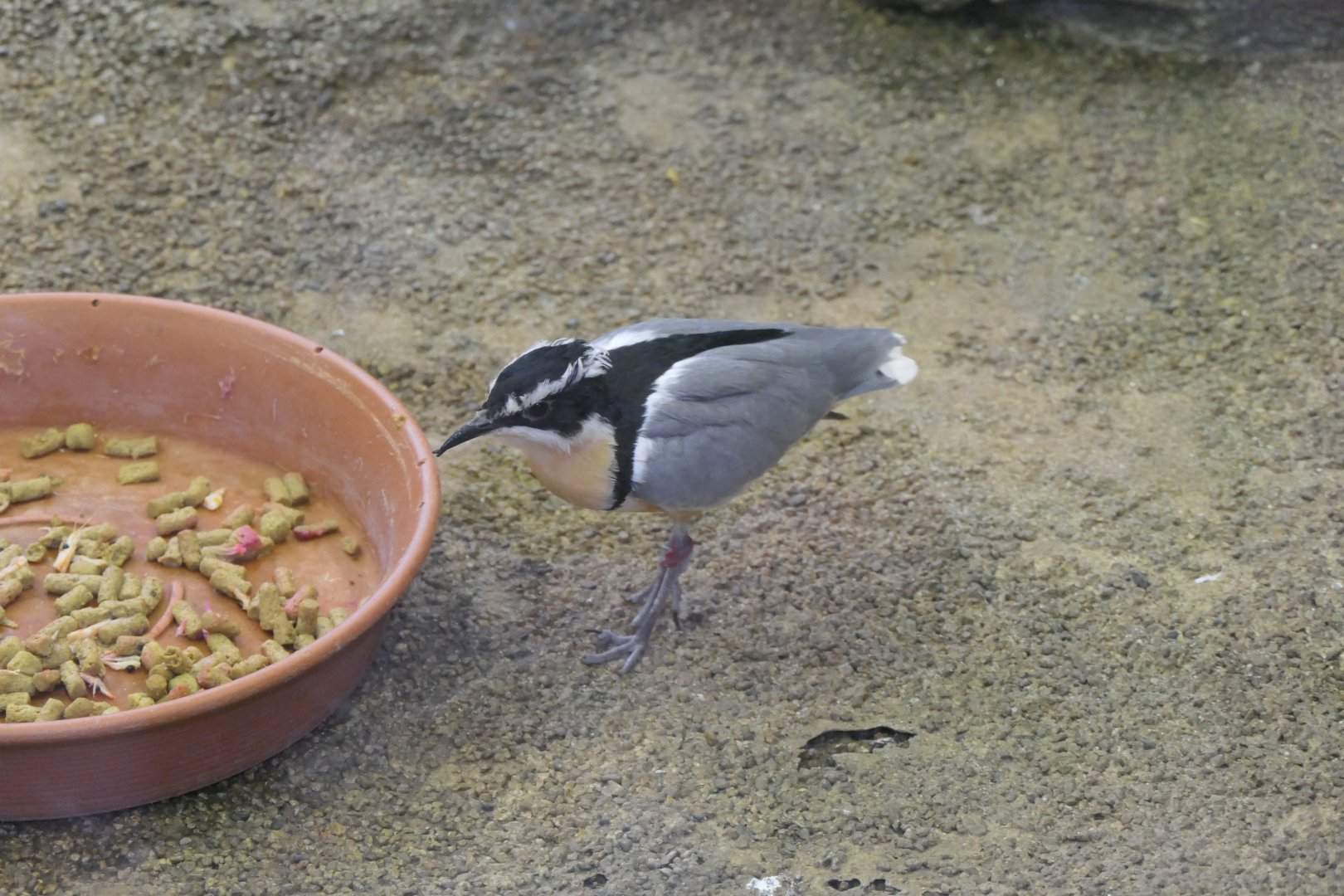 Egyptian Plover (Pluvianus aegyptius)