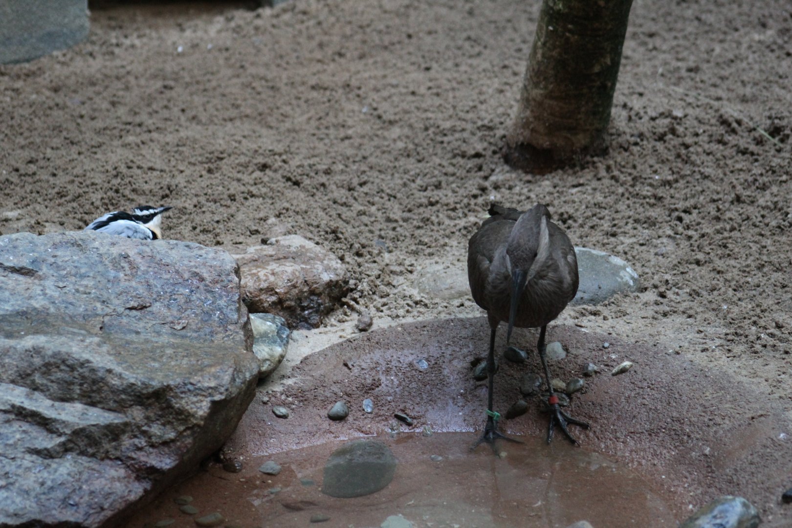 Egyptian Plover vs Hamerkop