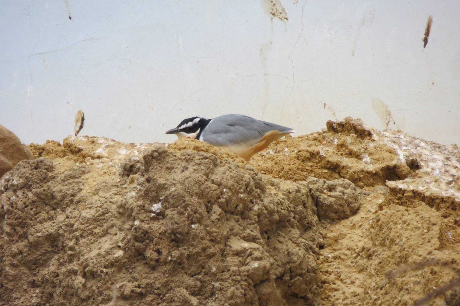 Egyptian Plover - World of Birds 031215