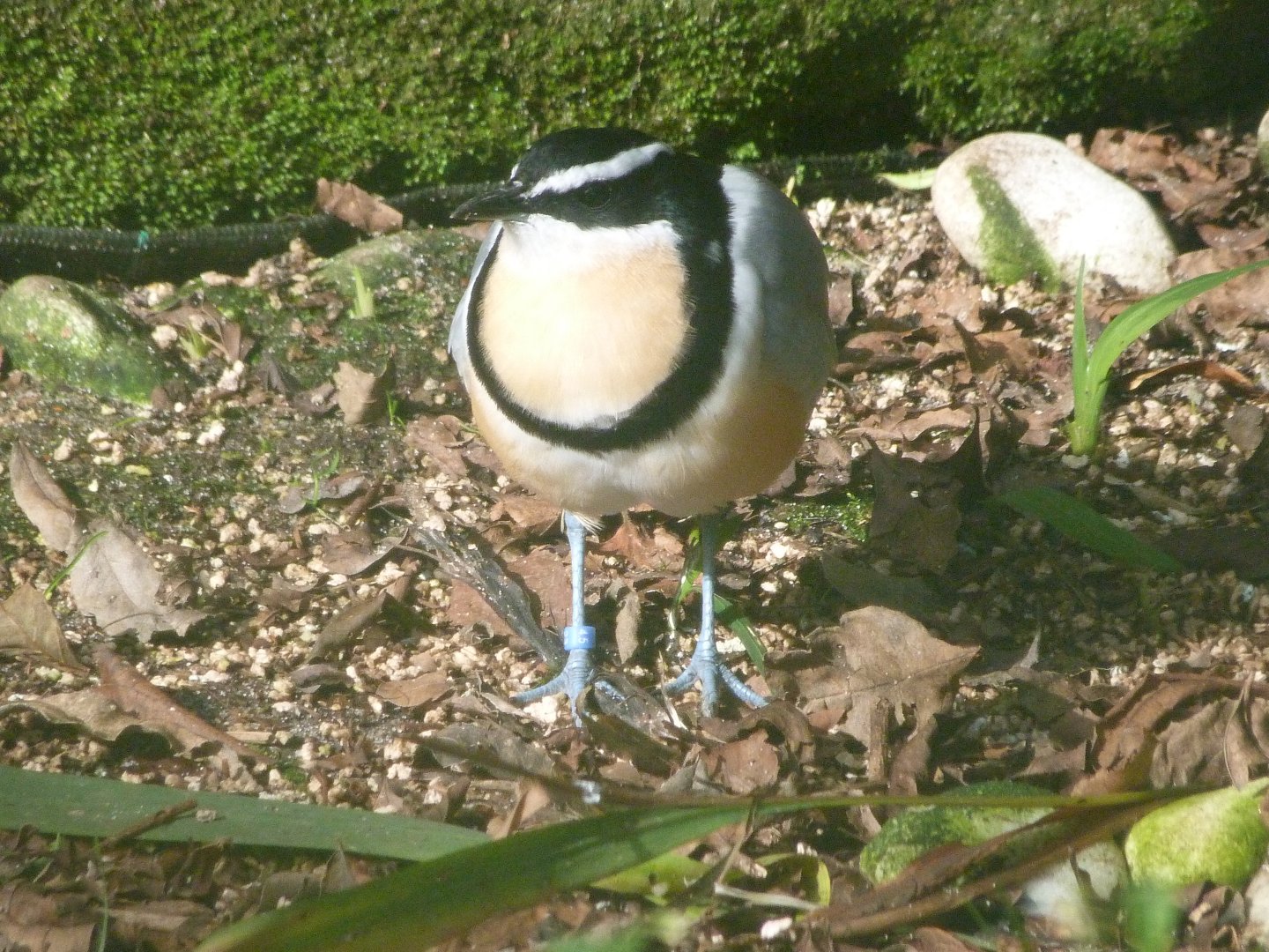 Egyptian plover -Zoo de Santillana del Mar (2024)