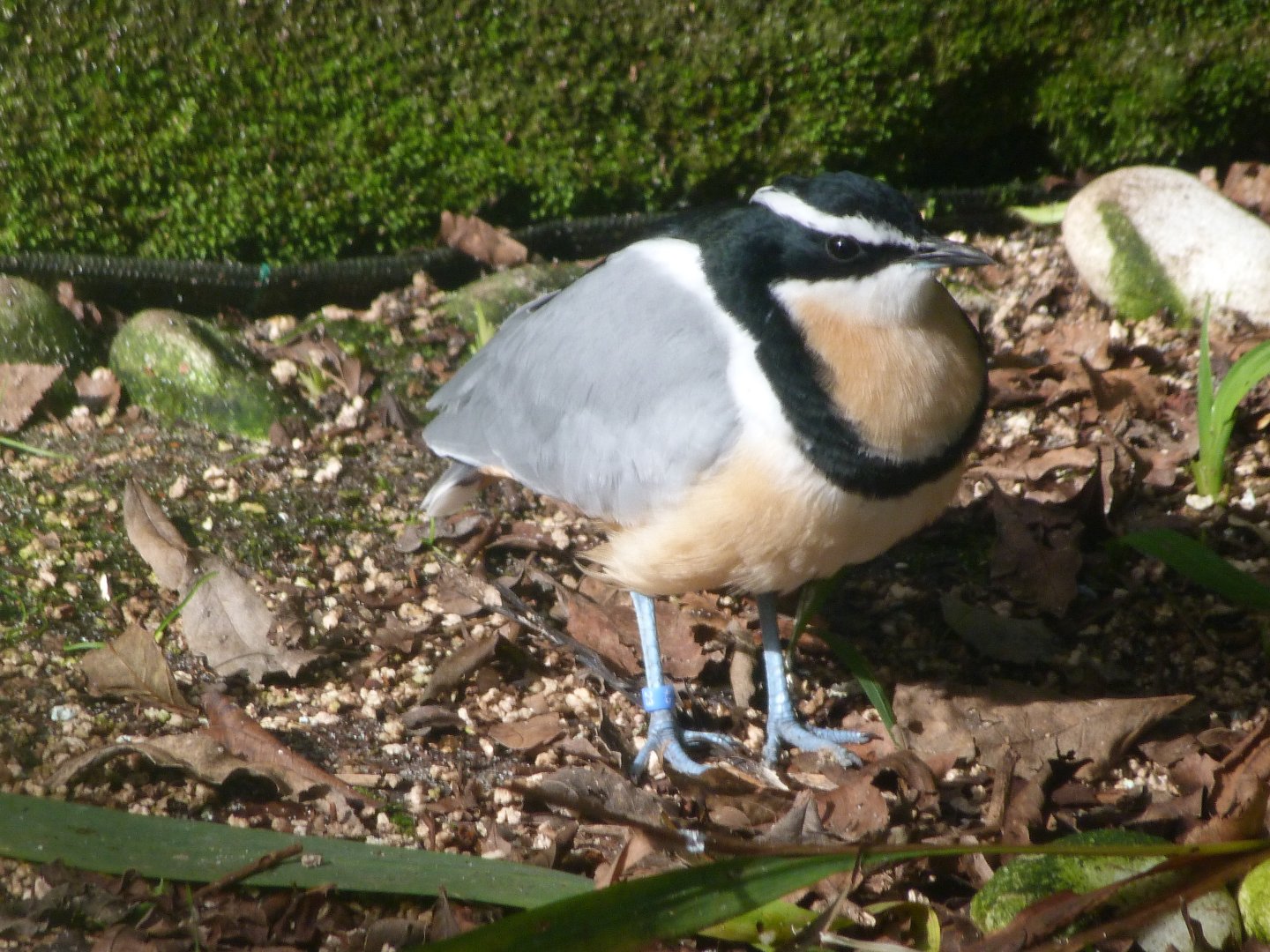 Egyptian plover -Zoo de Santillana del Mar (2024)