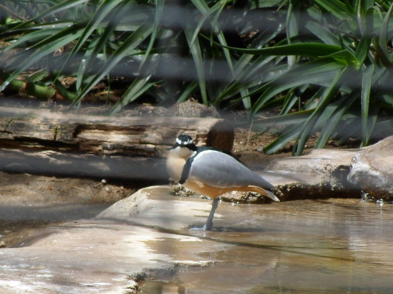 Egyptian Plover