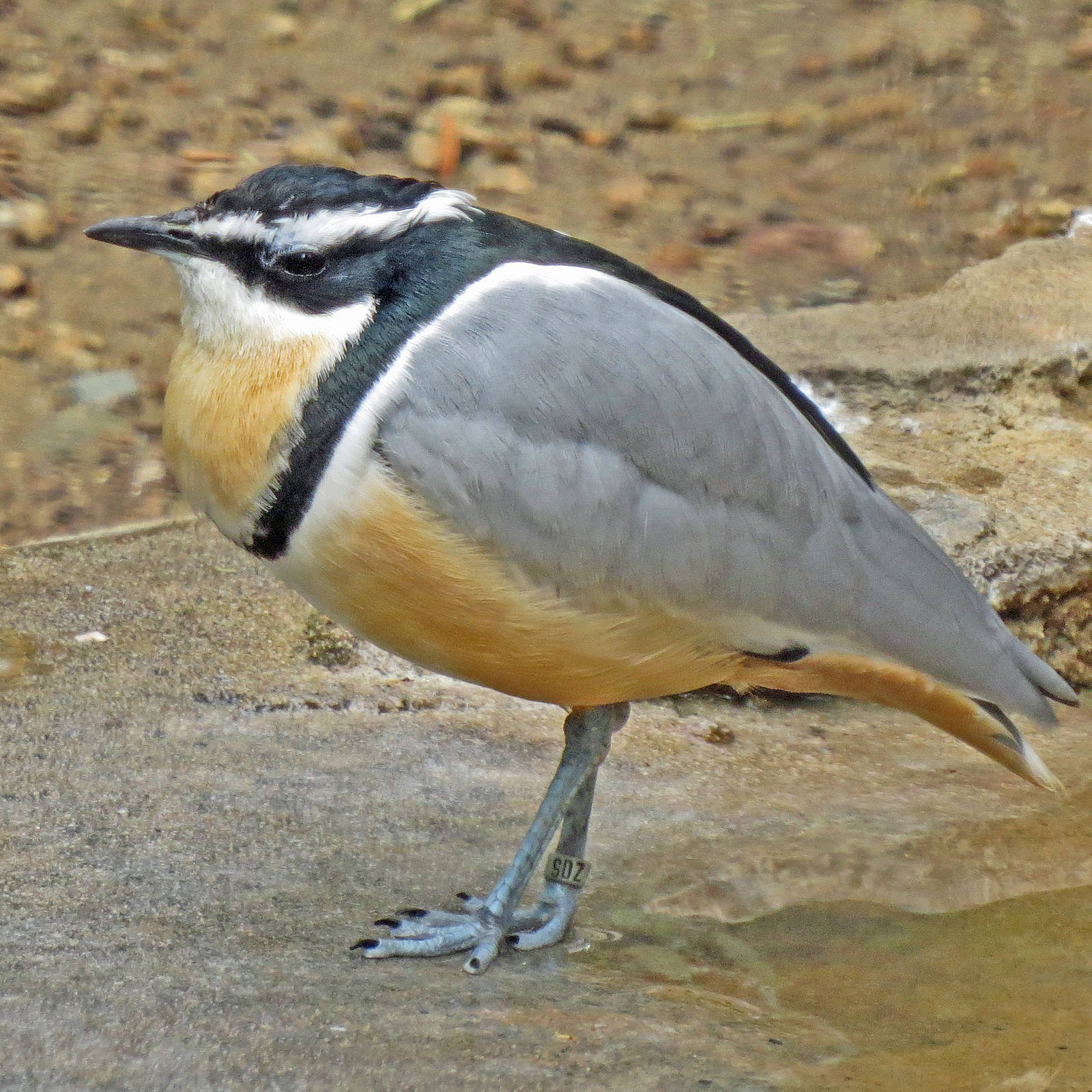 Egyptian Plover