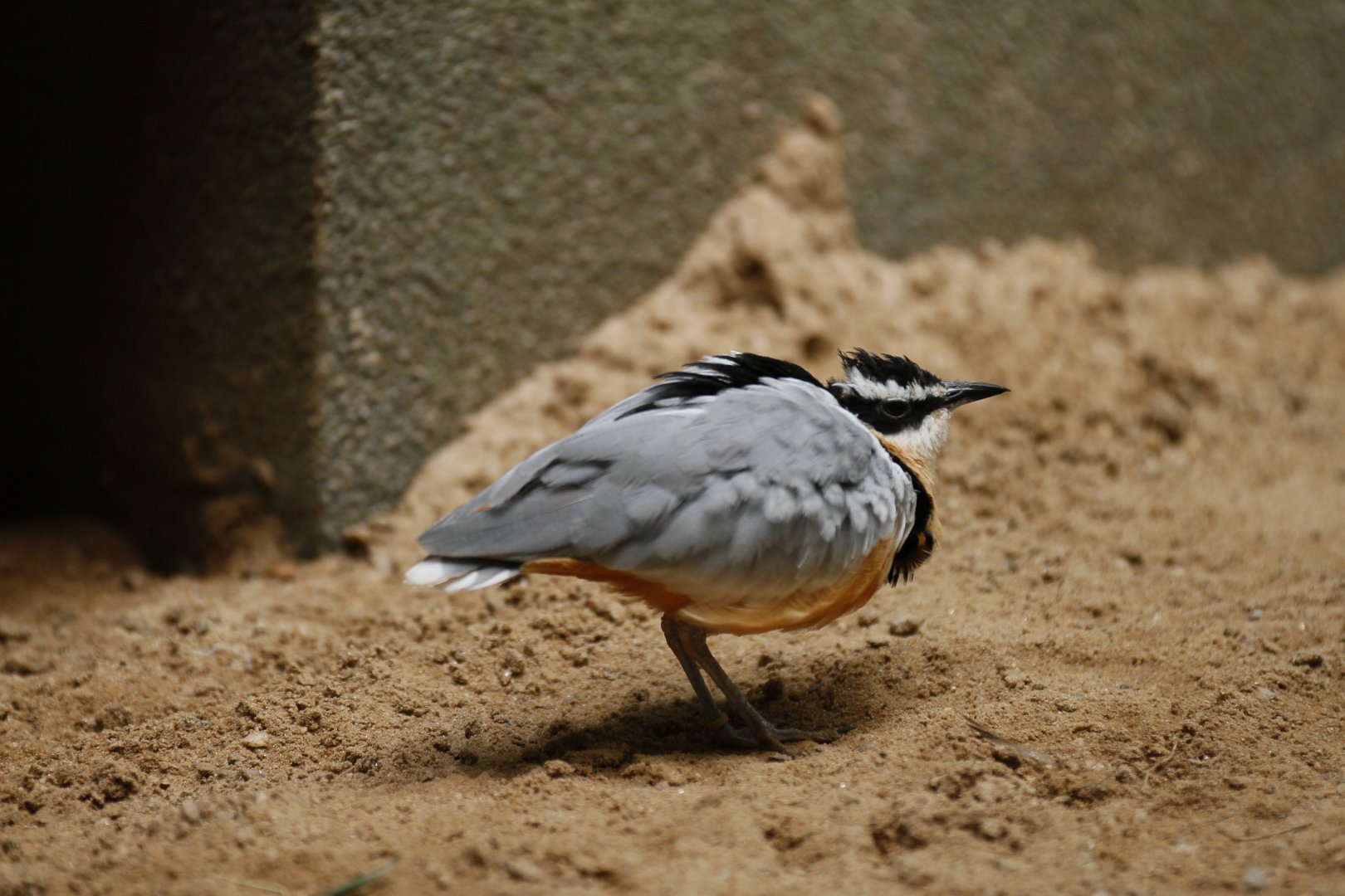 Egyptian plover