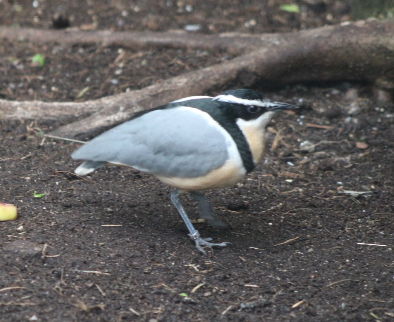 Egyptian plover