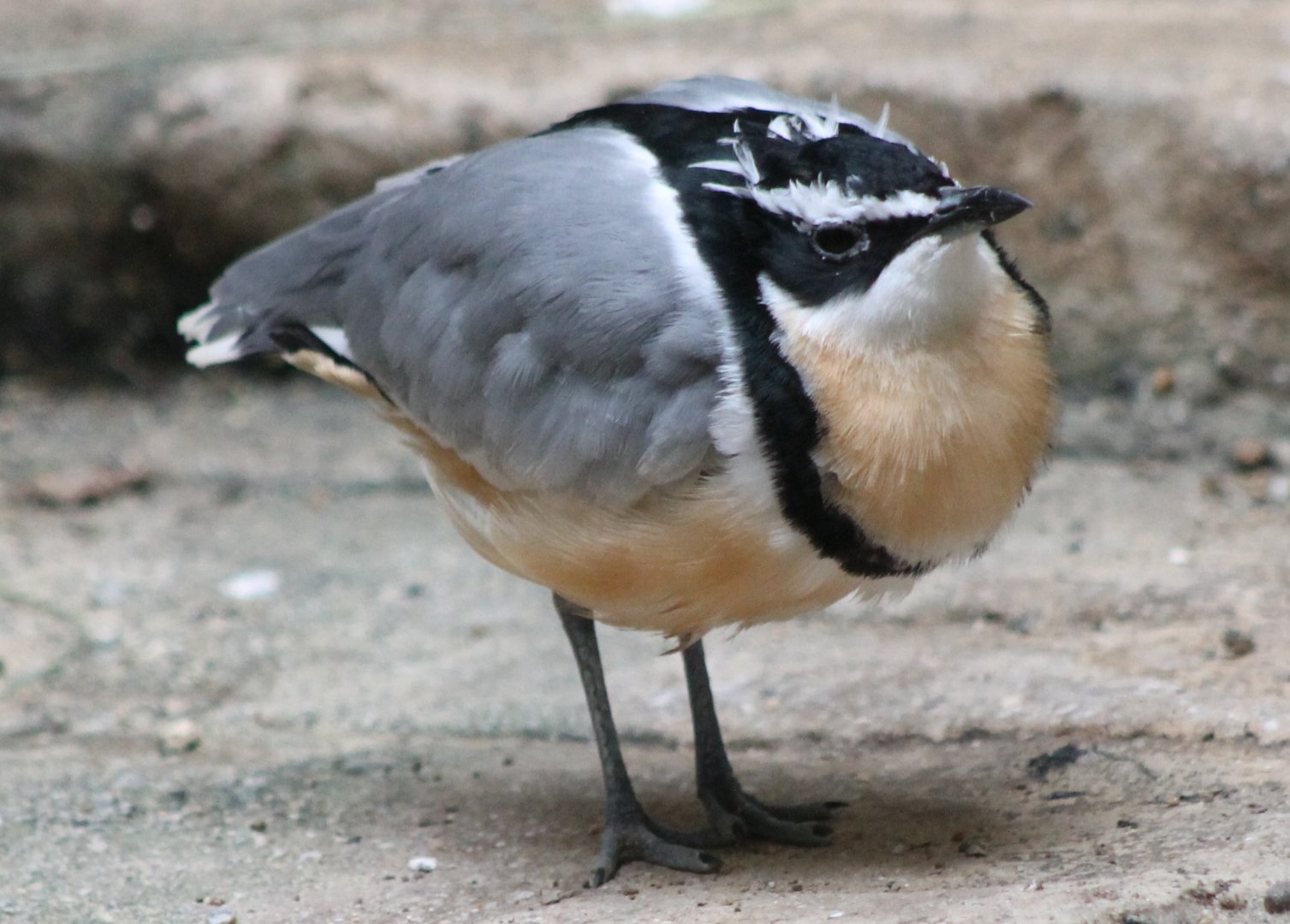 Egyptian plover