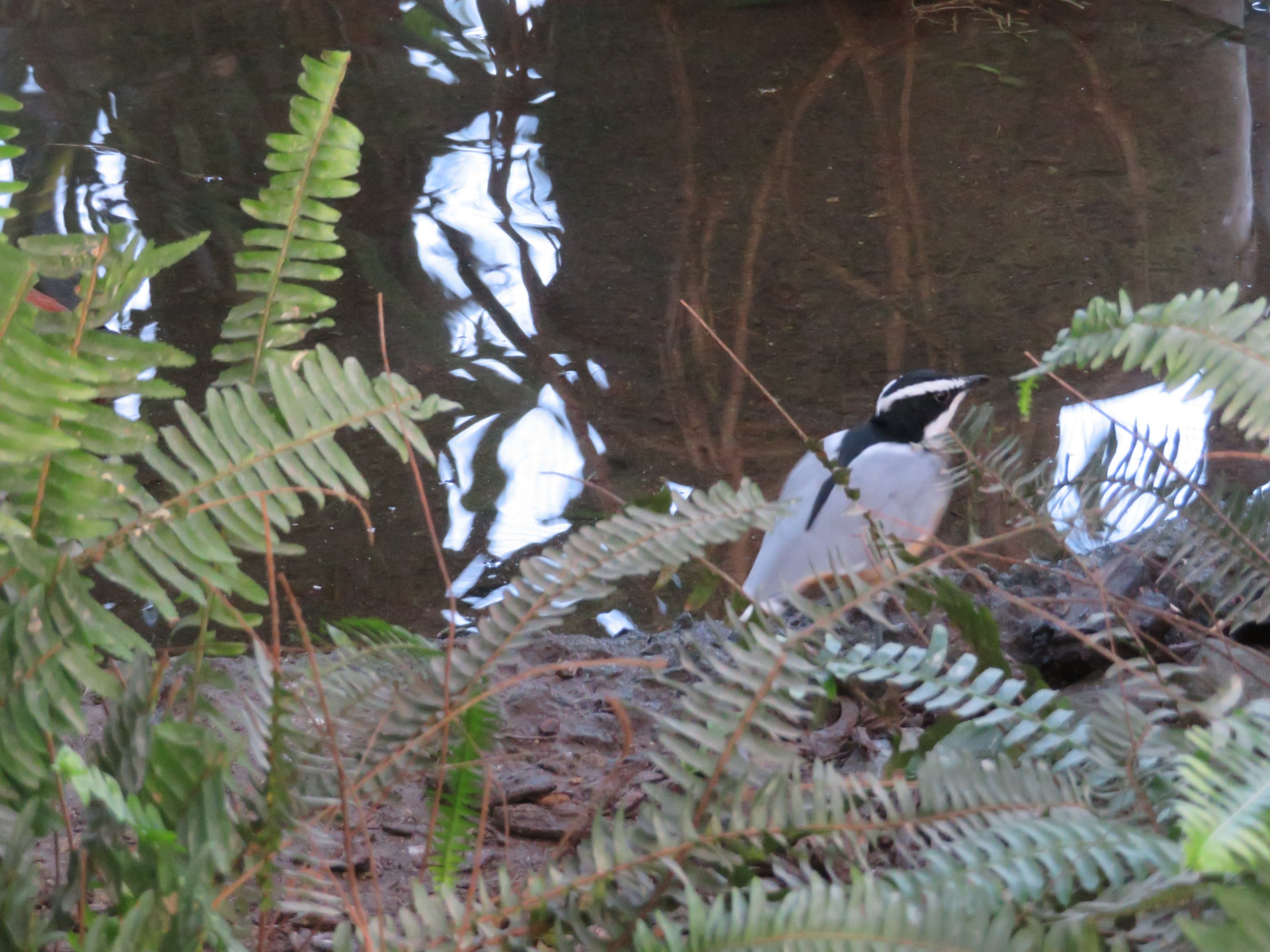 Egyptian Plover