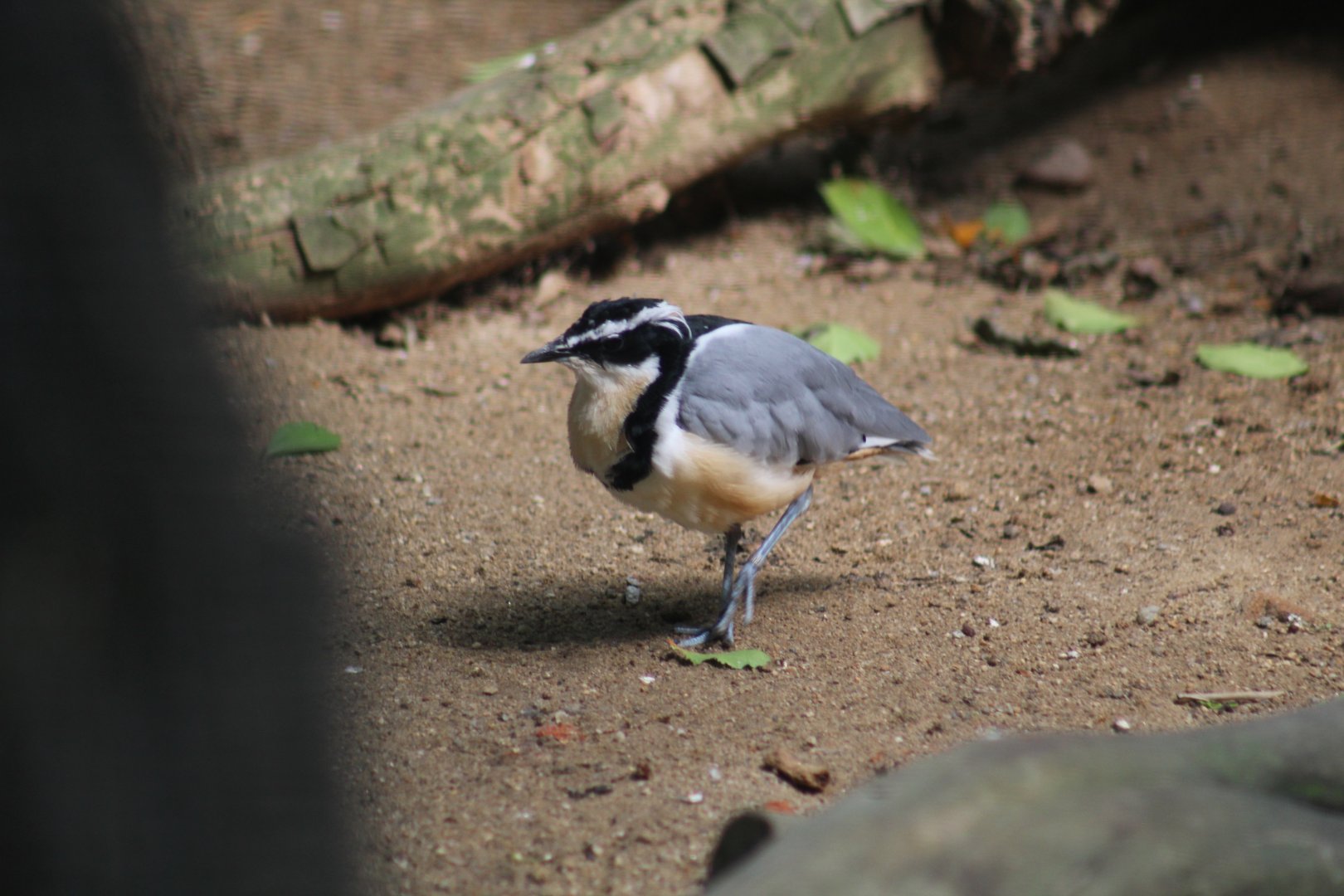 Egyptian Plover