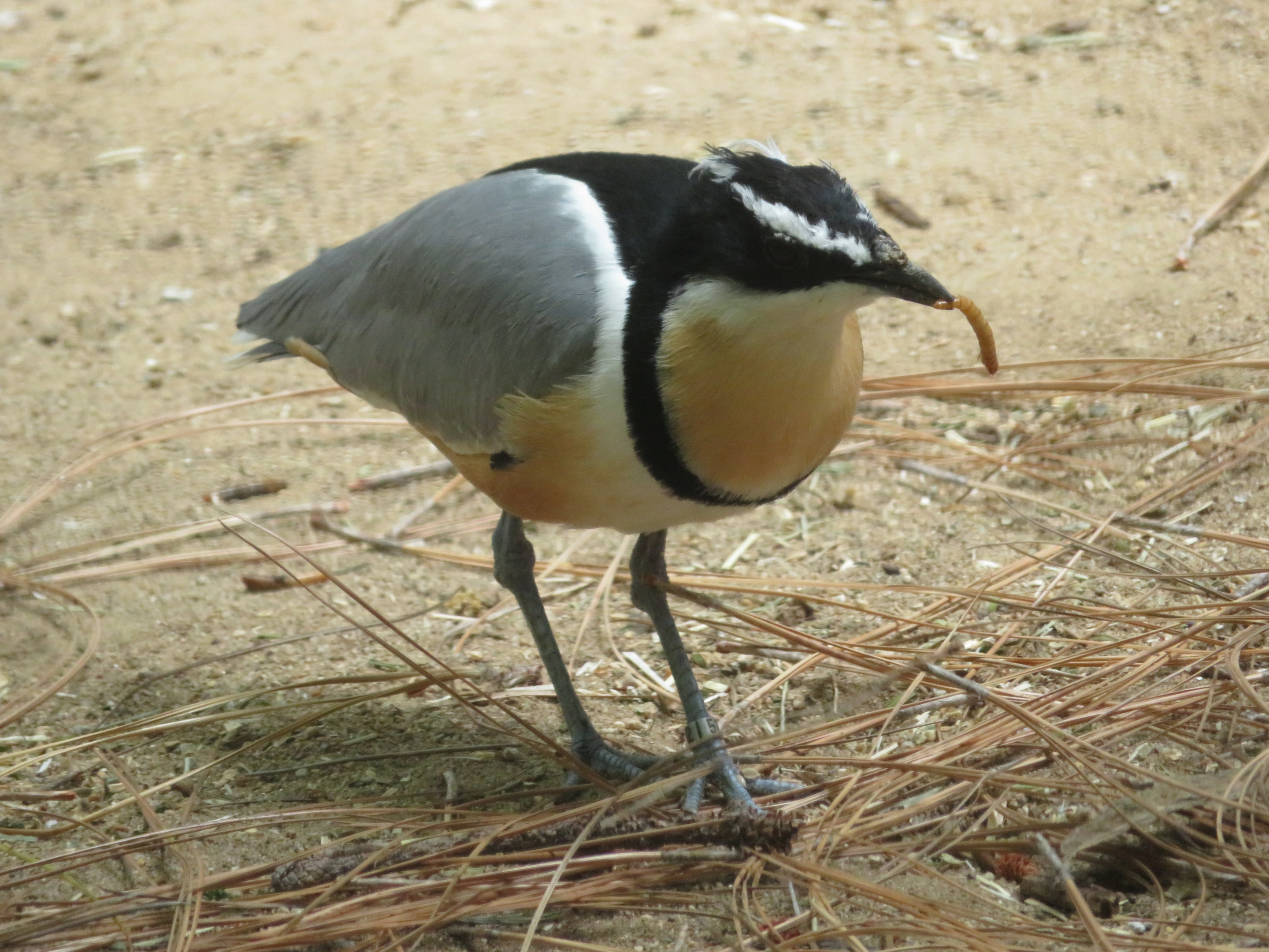 Egyptian Plover