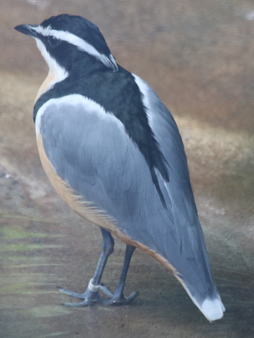 Egyptian Plover